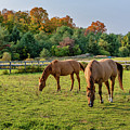 Autumn Horses of Uxbridge
