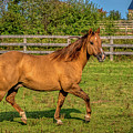 Autumn Horses of Uxbridge
