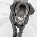 Curious Otis
