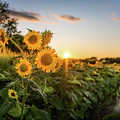 Sunset Sunflowers